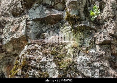 Green plants on a steep limestone rock. Natural background, limestone rock texture and green plant Stock Photo