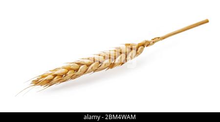 Wheat spikelet isolated on white background Stock Photo