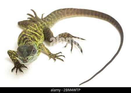 Baby Juvenile Sailfin Dragon Lizard (Hydrosaurus weberi) isolated on white background Stock Photo