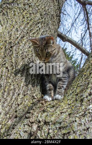 Close up portrait view of a cute domestic gray striped tabby cat sitting on a mature tree limb Stock Photo