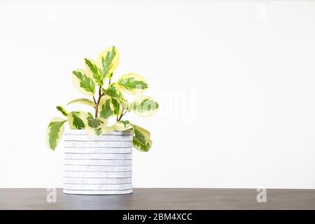 Peperomia houseplant in a white pot on a concrete table isolated against a white background with copy space