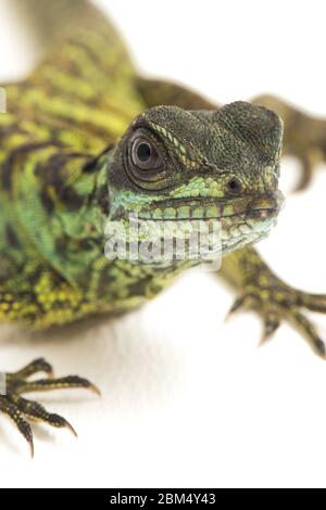 Baby Juvenile Sailfin Dragon Lizard (Hydrosaurus weberi) isolated on white background Stock Photo