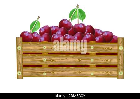 Cherries in box isolated on white background. Crate of juicy cherry. Eco farm, market, transportation. Label, package, banner, icon. Stock vector Stock Vector