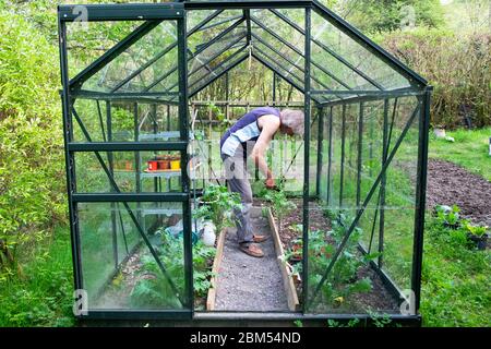 Exterior view of greenhouse and older man growing vegetables bending  down inside cutting Russian kale leaves in April spring Wales UK  KATHY DEWITT Stock Photo