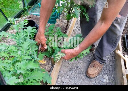 Man cutting harvesting Russian kale plants working in a greenhouse in April spring in Carmarthenshire Wales UK  KATHY DEWITT Stock Photo