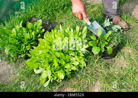 Person with trowel digging out spinach seedlings from garden tray and putting in pot to share in spring Carmarthenshire Wales UK  KATHY DEWITT Stock Photo