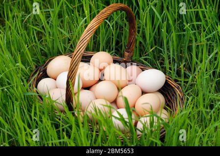 Basket with eggs on the grass. Stock Photo