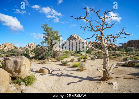 hiking the hidden valley trail in joshua tree national park, california in the usa Stock Photo