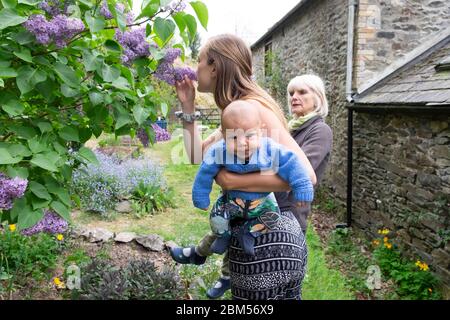 Mother holding a 3 month baby country garden smelling fragrant lilac flower bush in bloom & grandmother looking on April spring Wales UK KATHY DEWITT Stock Photo