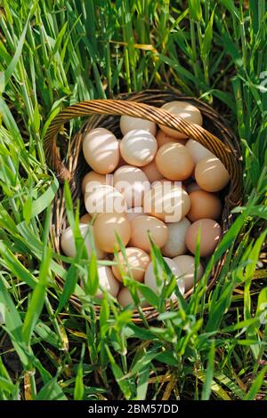 Basket with eggs on the grass. Stock Photo
