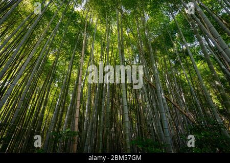 Scenic Arashiyama Bamboo forest, popular tourist destination in Kyoto, Japan Stock Photo