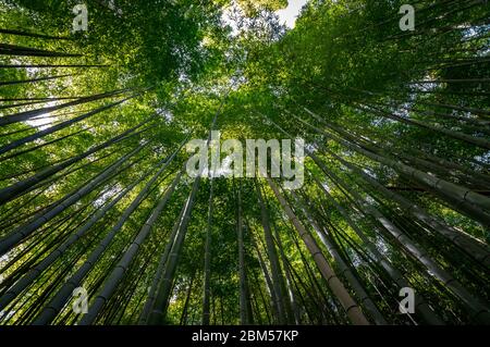 Scenic Arashiyama Bamboo forest, popular tourist destination in Kyoto, Japan Stock Photo