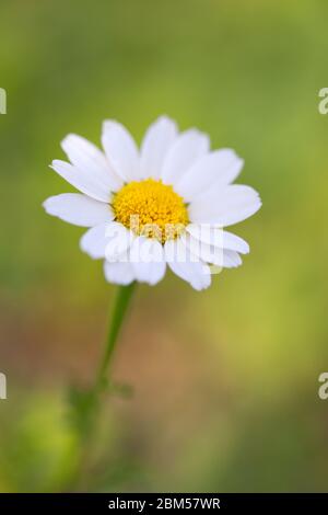one chamomile on blured green background close up Stock Photo