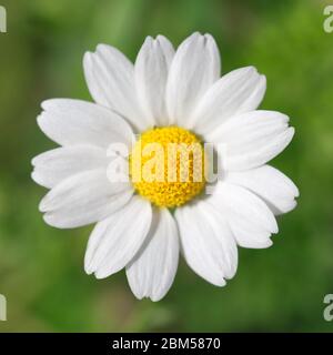 one chamomile on blured green background close up Stock Photo