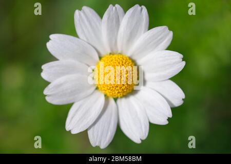 one chamomile on blured green background close up Stock Photo