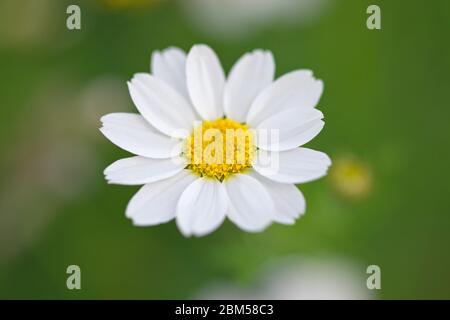 one chamomile on blured green background close up Stock Photo