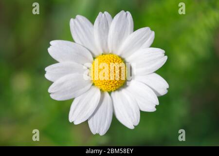 one chamomile on blured green background close up Stock Photo