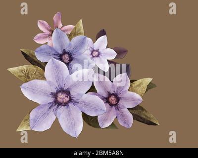 Beautiful lilac clematis flowers pressed herbarium isolated on a mustard Stock Photo