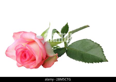 Beautiful pink Rose (Rosaceae) isolated on a white background, lying down and without shade. Germany Stock Photo