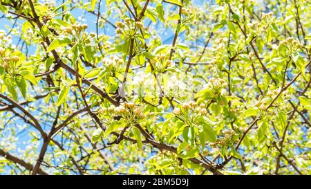 spring in city - blossoms and buds of apple tree on sunny day (focus on blossom on foreground) in urban yard Stock Photo