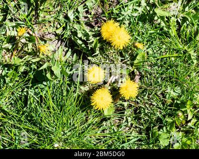 spring in city - flowering dandelion at lawn of urban yard on sunny day Stock Photo