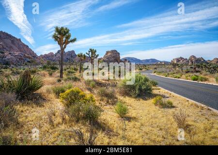 on the road in the joshua tree national park, california in the usa Stock Photo