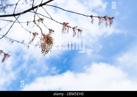 spring in city - twigs with blossoms of maple tree close up and white clouds in blue sky on background (focus on blossoms on foreground) in urban park Stock Photo