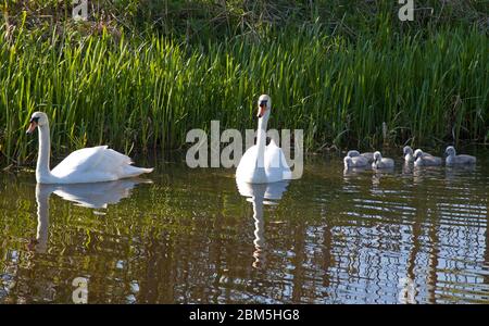 Union canal, Edinburgh, Scotland, UK. 7th May 2020. In the early morning sunshine temperature of 9 degrees the Union Canal provides loads of  opportunites to witness scenic views and get close up to nature, pictured: Mute Swan family, the waterway stretches from the centre of historic Edinburgh all the way to Falkirk. Credit: Arch White/Alamy Live news Stock Photo