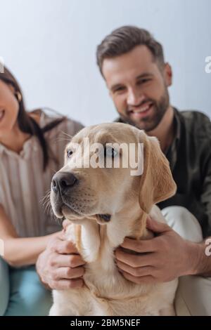 Selective focus of smiling couple petting golden retriever isolated on grey Stock Photo