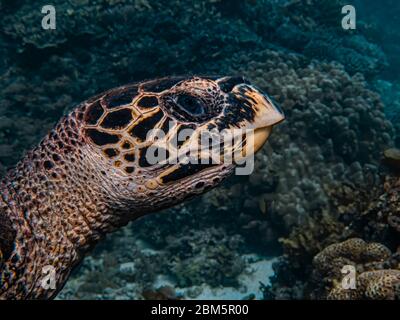 Close up head shot of a hawksbill sea turtle (Eretmochelys imbricata). Stock Photo