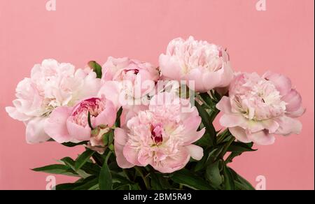 bouquet of peonies in bloom on pink background Stock Photo