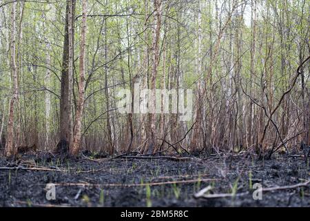 Biebrza National Park, Poland 6th May, 2020. Destruction after the fire of the Biebrza National Park in Poland. Credit: Slawomir Kowalewski/Alamy Live News Stock Photo