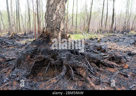 Biebrza National Park, Poland 6th May, 2020. Destruction after the fire of the Biebrza National Park in Poland. Credit: Slawomir Kowalewski/Alamy Live News Stock Photo