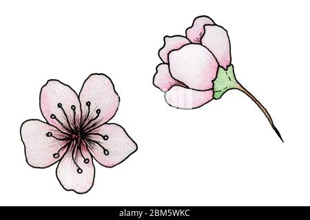Cherry Blossom Drawing - Lemon8 Search
