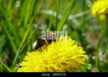 A bumblebee sits on a yellow flower head and collects food, close-up Stock Photo