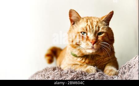 Beautiful ginger cat. Cat on a white background isolated. Red cat lies on a soft toy. Free space for text Stock Photo