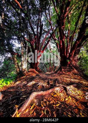 Hiking Trail Bukit Buloh Aka The Red Forest Nestled Near Small Town Of Jerantut Pahang Malaysia Stock Photo Alamy