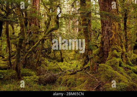 Forest Near Lake Gunn, Fiordlands National Park, New Zealand Stock Photo