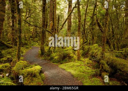 Forest Near Lake Gunn, Fiordlands National Park, New Zealand Stock Photo