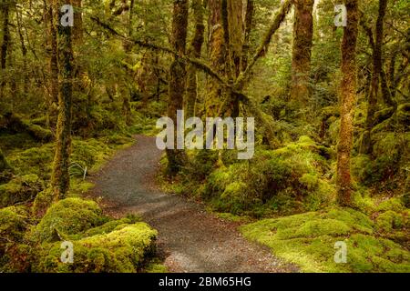 Forest Near Lake Gunn, Fiordlands National Park, New Zealand Stock Photo