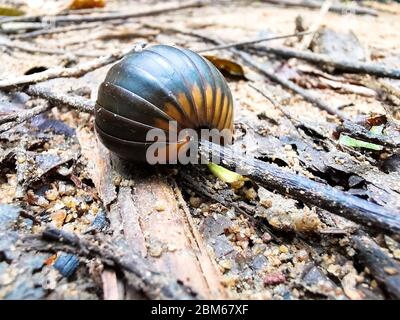A woodlouse woodlice is a crustacean from the monophyletic suborder Oniscidea within the isopods. They are called that from being found in old wood. Stock Photo