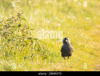 Jackdaw, Western Jackdaw, Coloeus monedula,  medium sized wild bird, on the grass in the UK countryside. Stock Photo