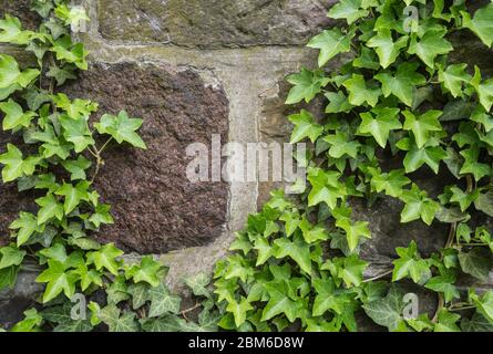 creeping ivy on a stone wall Stock Photo