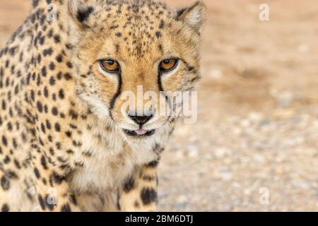 Gepard, Acinonyx jubatus, Farmhaltung in der Nähe von Windhoek, Namibia Stock Photo