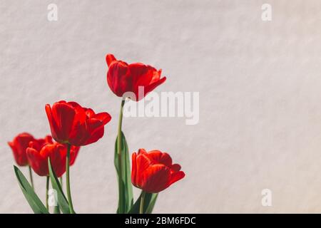 Beautiful red  tulips on the grey wall background. Selective focus. Place for text. Stock Photo