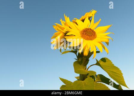 Group of sunflowers against clear blue sky Stock Photo