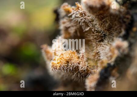 Parasitic cactus fungi (Tilachlidium brachiatum) Stock Photo