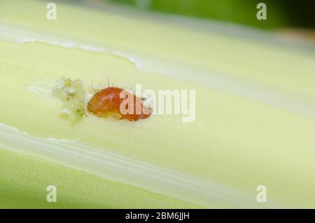 Yucca Giant-Skipper, Megathymus yuccae, first instar larva feeding and burrowing into Arkansas Yucca, Yucca arkansana Stock Photo