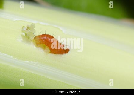 Yucca Giant-Skipper, Megathymus yuccae, first instar larva feeding and burrowing into Arkansas Yucca, Yucca arkansana Stock Photo