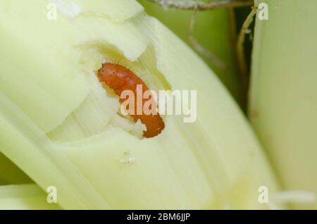 Yucca Giant-Skipper, Megathymus yuccae, first instar larva feeding and burrowing into Arkansas Yucca, Yucca arkansana Stock Photo